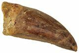 Serrated, Carcharodontosaurus Tooth - Real Dinosaur Tooth #329885-1
